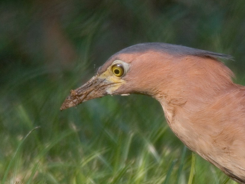 Malayan Night Heron