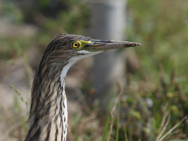 Chinese Pond Heron