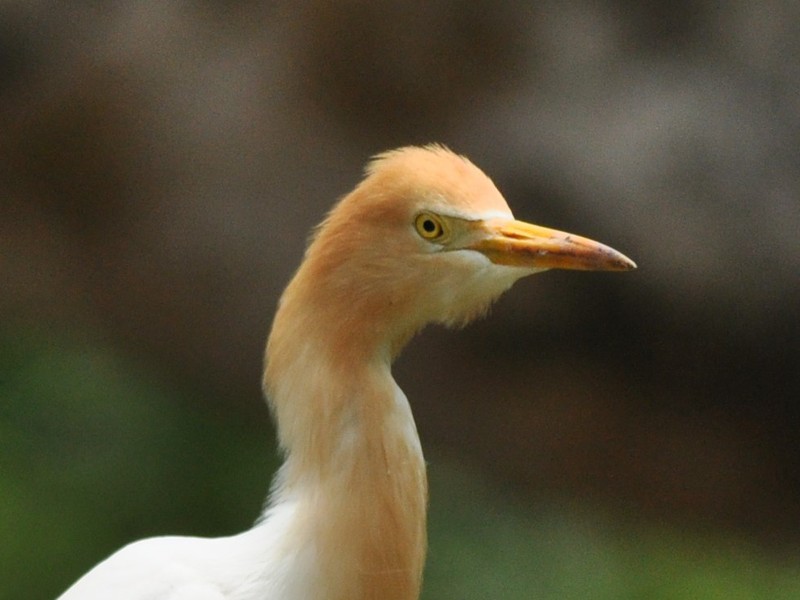 Eastern Cattle Egret
