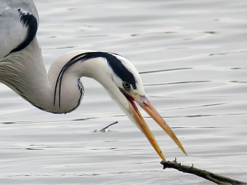 Grey Heron