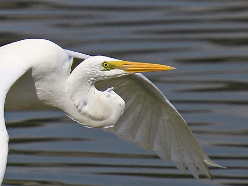 Great Egret