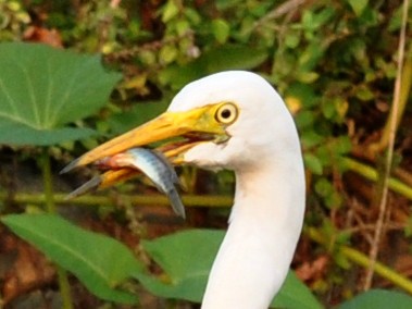 Intermediate Egret