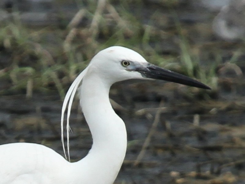 Little Egret