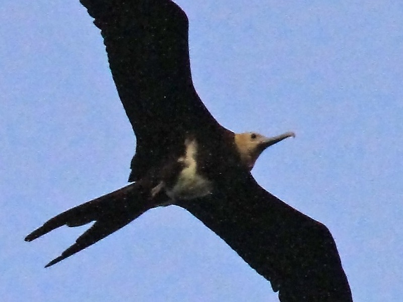 Lesser Frigatebird