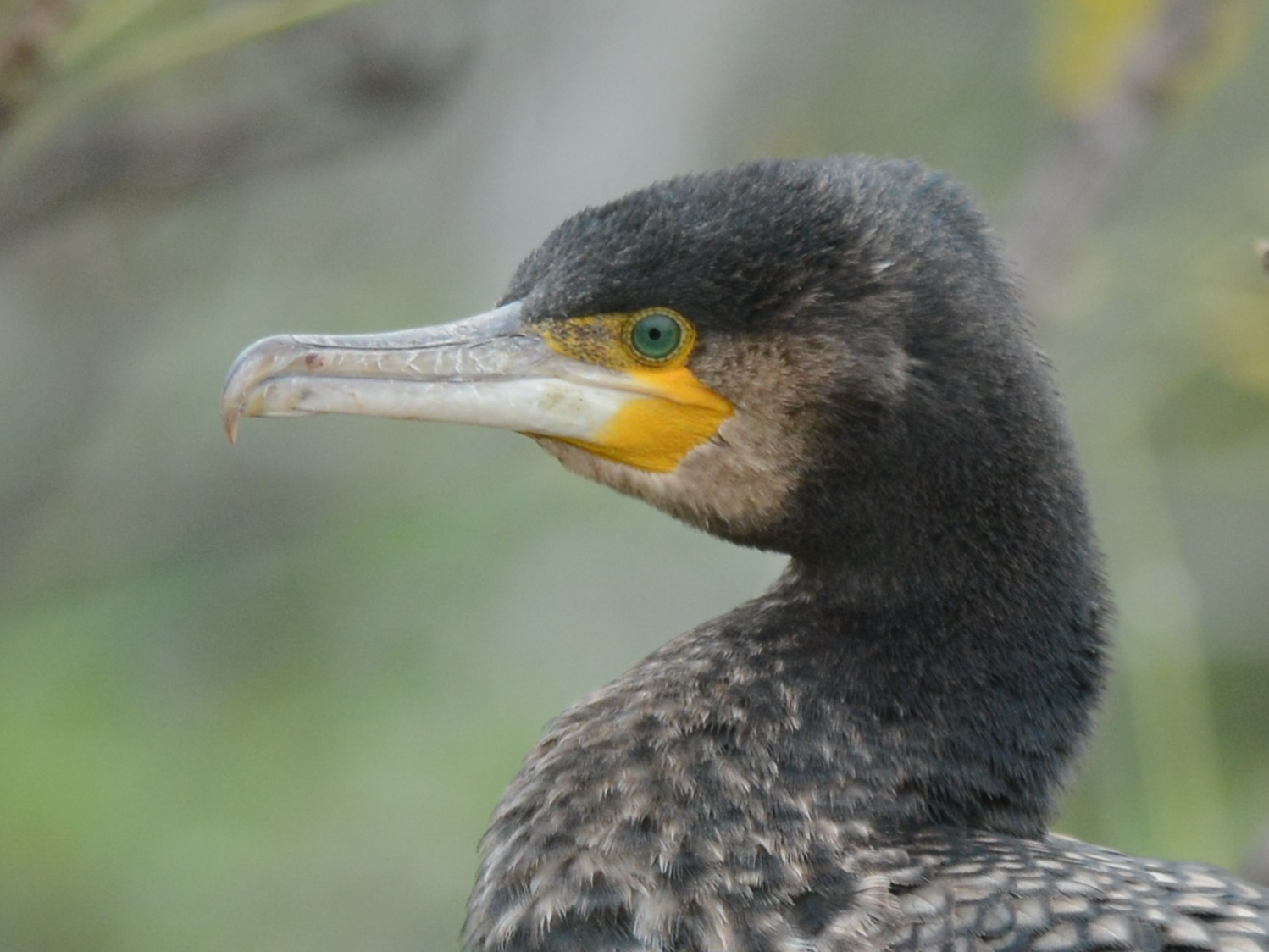 Great Cormorant