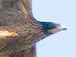 Crested Honey Buzzard