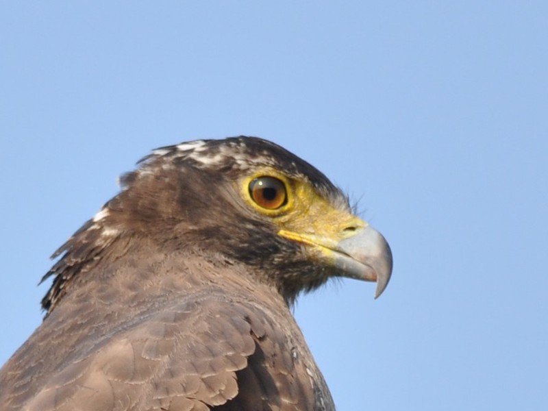 Crested Serpent Eagle