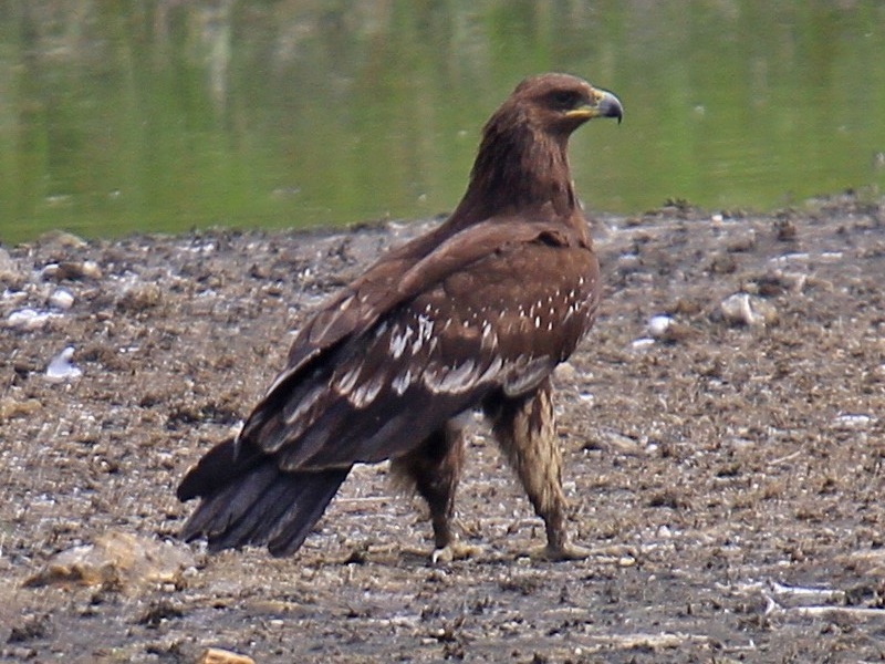 Greater Spotted Eagle