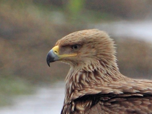 Eastern Imperial Eagle