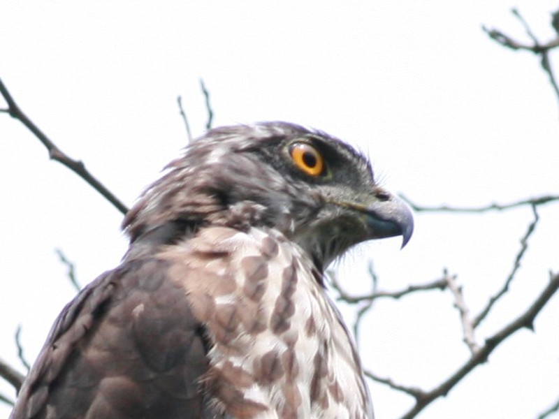 Crested Goshawk