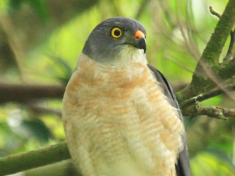 Chinese Sparrowhawk