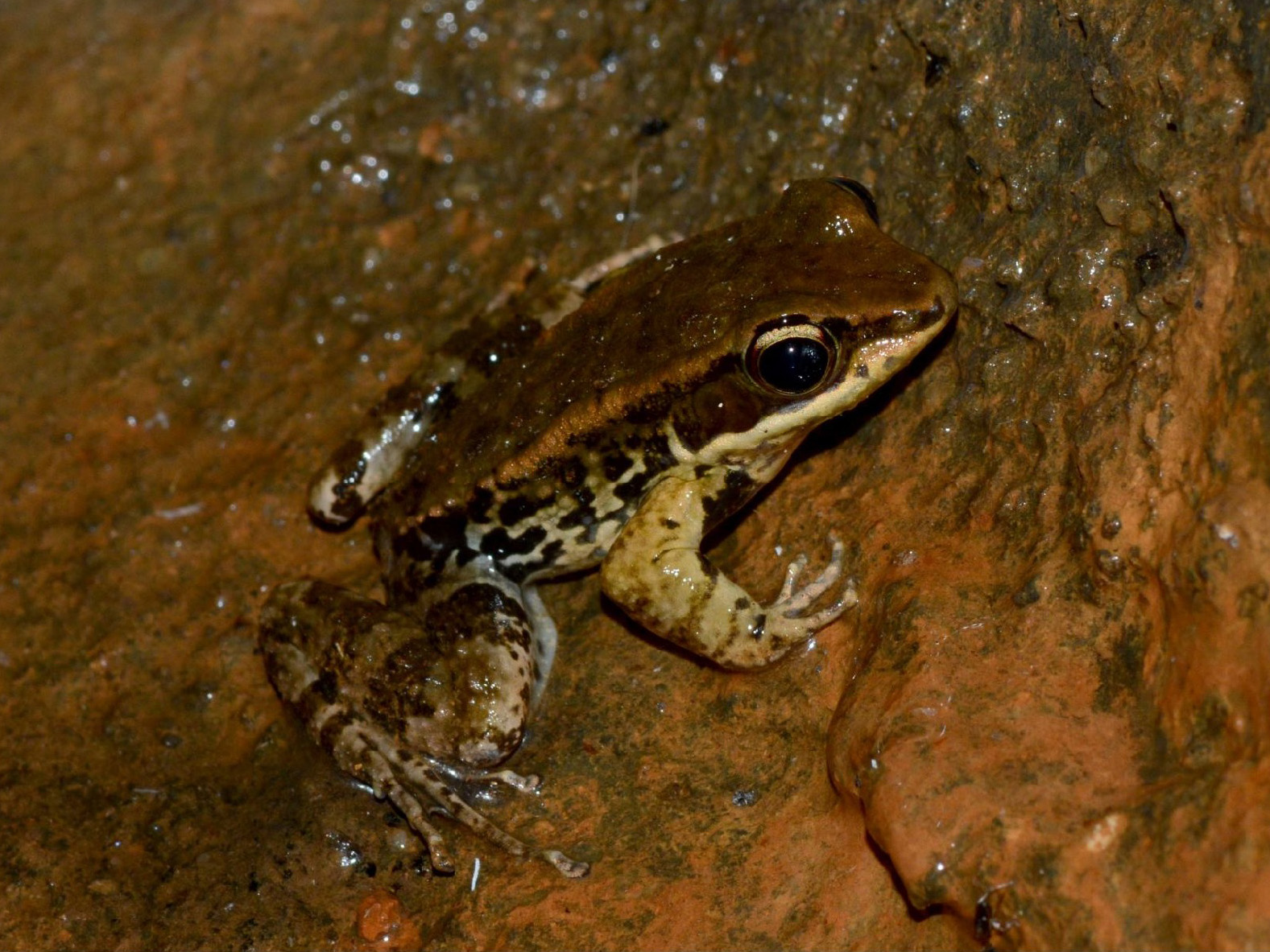 Brown Wood Frog