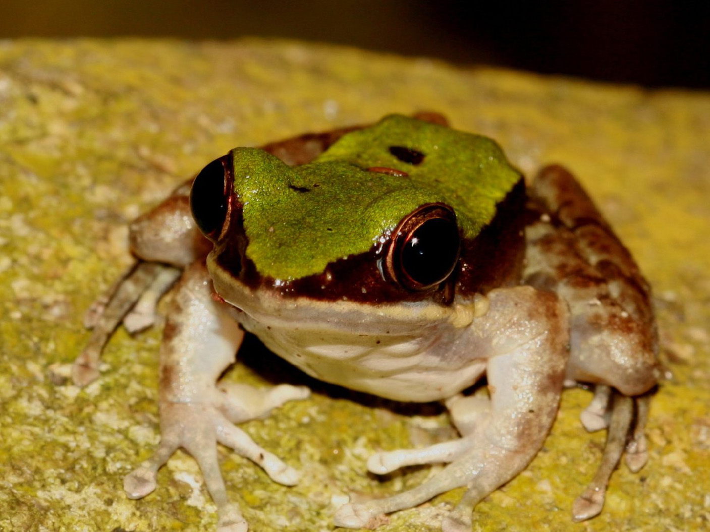 Green Cascade Frog