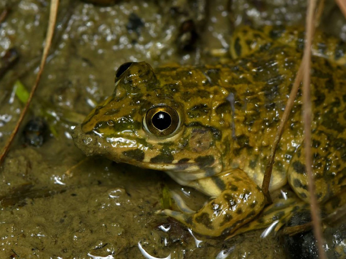 Chinese Bullfrog