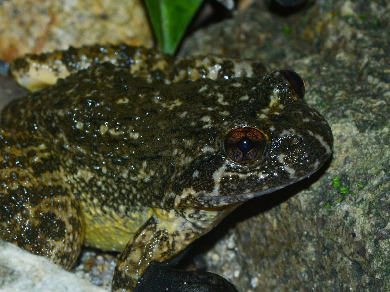 Lesser Spiny Frog