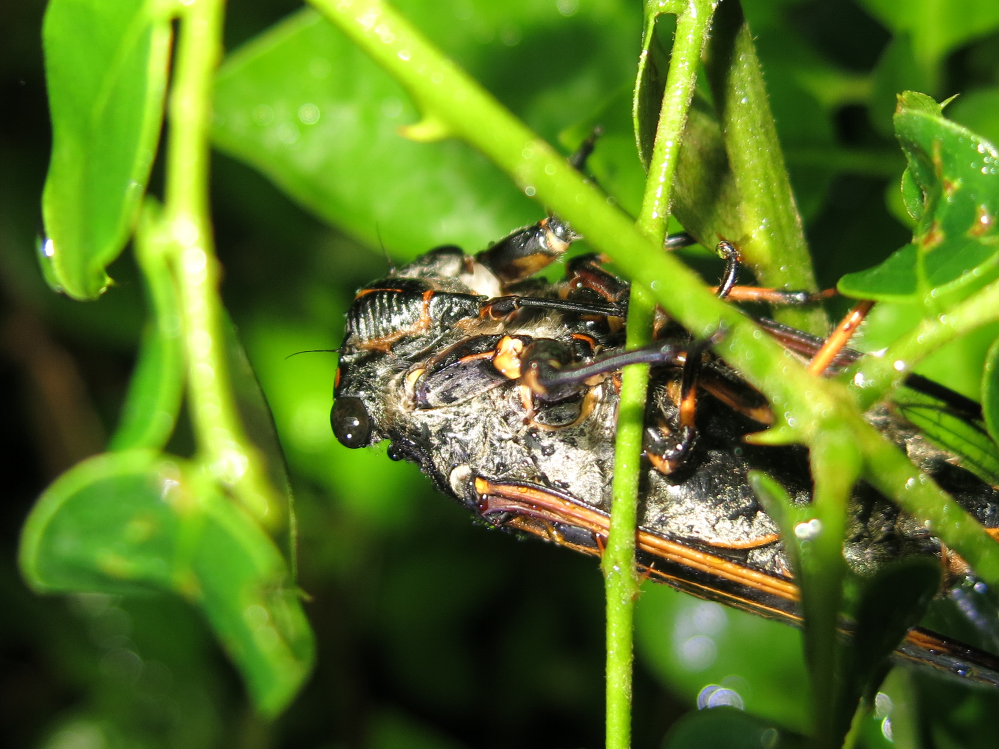 Cicada