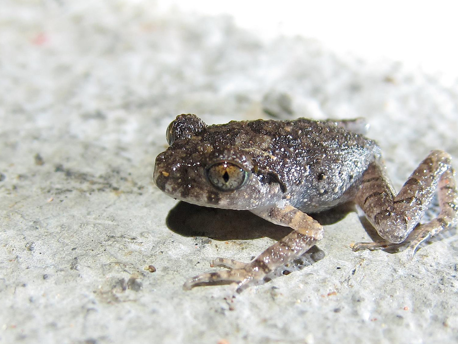 Lau's Leaf Litter Toad