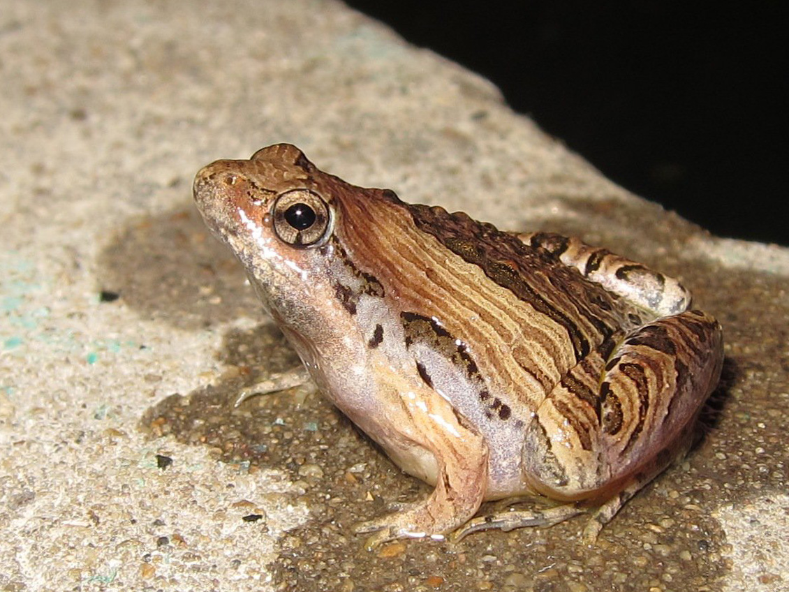 Marbled Pigmy Frog