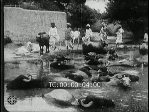 INDES.REUNIS EN TROUPEAUX, LES BUFFLES SACRES (India. Grouped in Herds, the Sacred Buffalos)