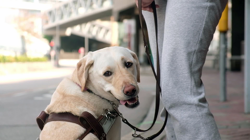 Vision for the Blind: Guide Dog Service in Hong Kong